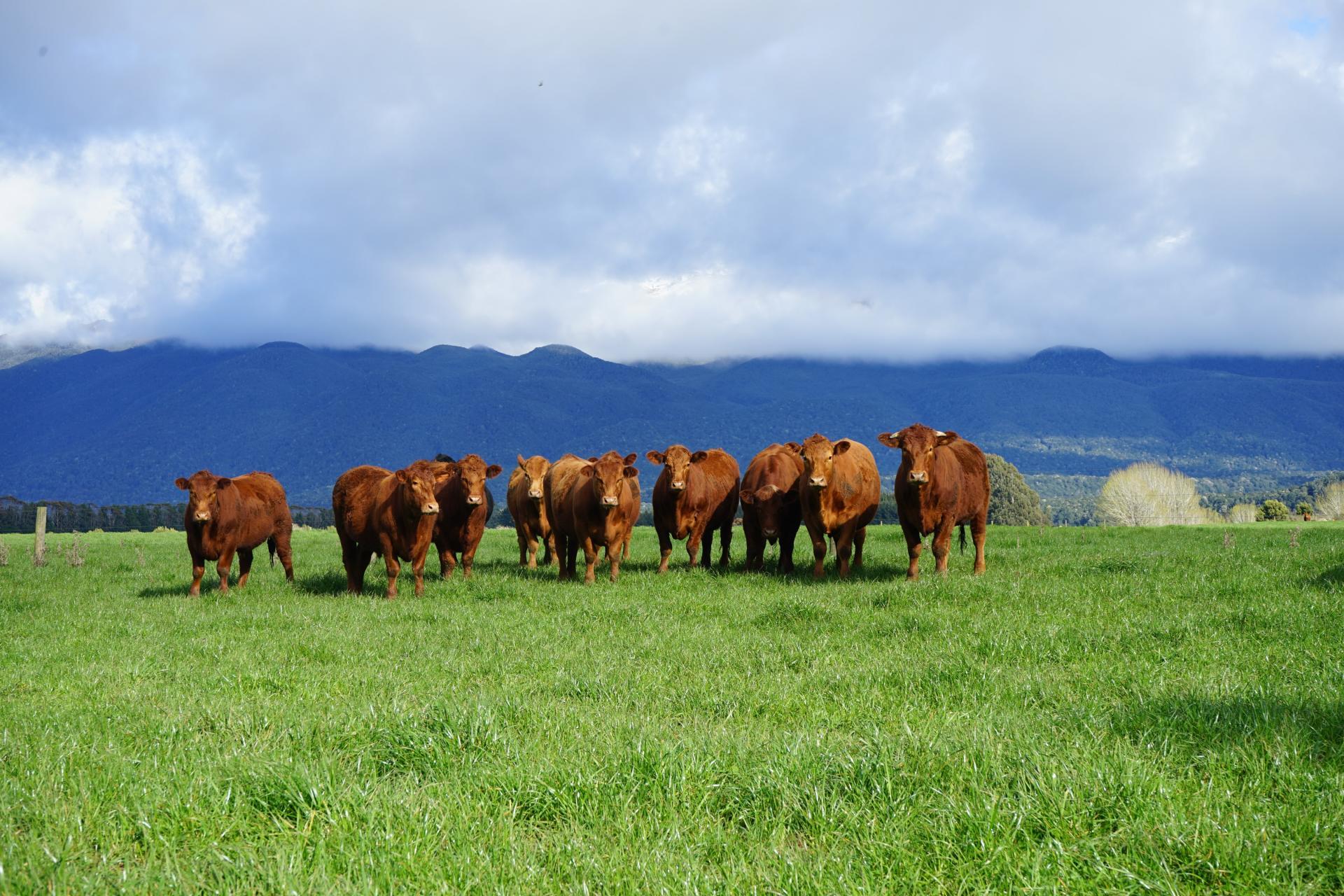 2211 Blackmount Redcliff Road, Whare Creek