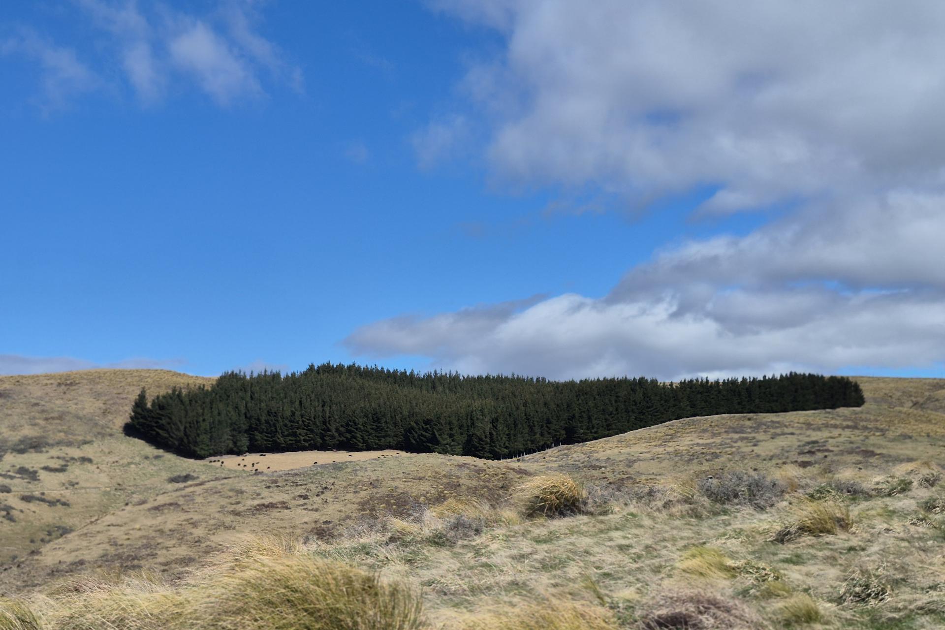 Golden Bar Road, Dunback