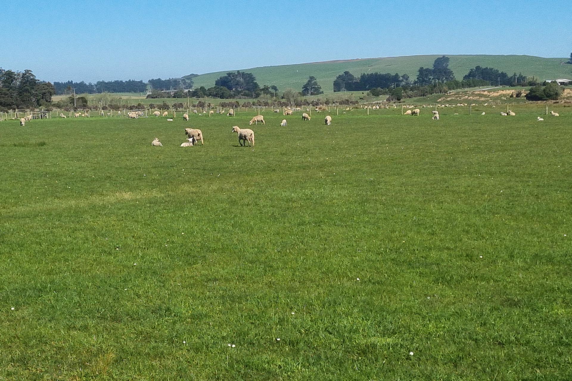 620 Hinahina Road, Catlins Surrounds