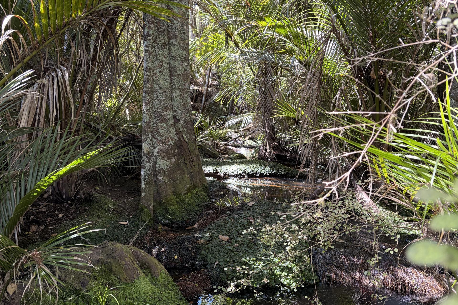Tremain Road, Ruatangata West