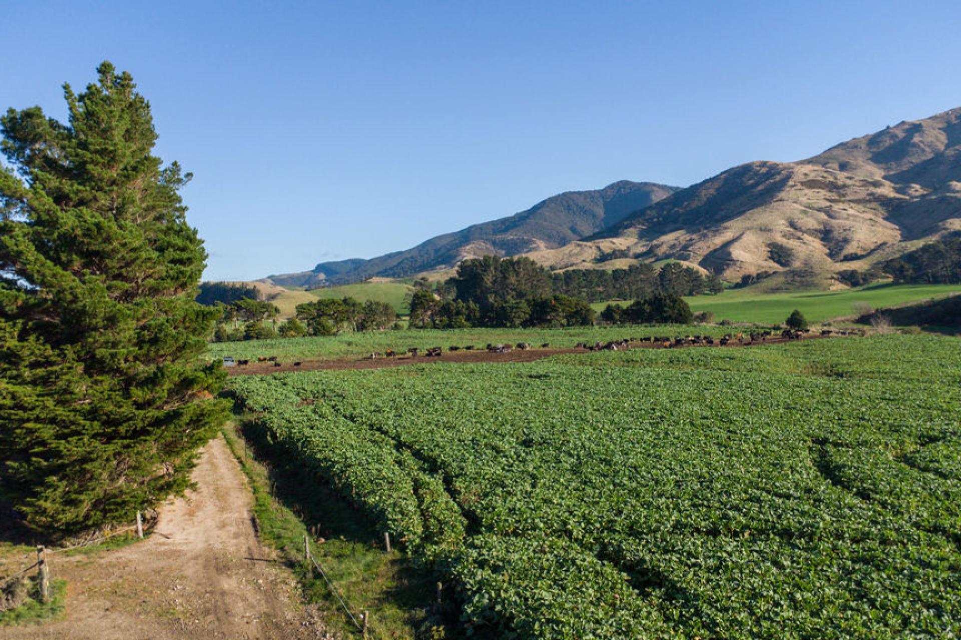 454 Parkville Road, Eketahuna