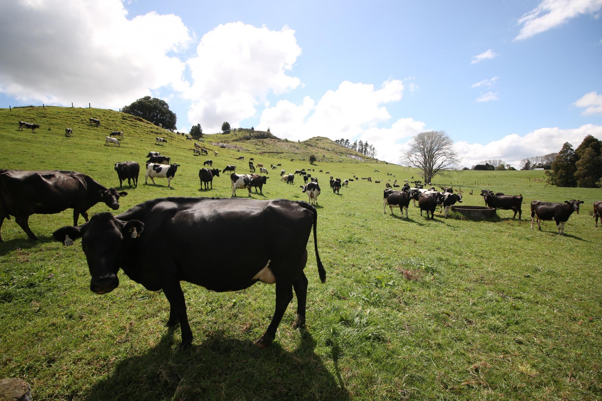 664 Te Pua Road, Kaikohe