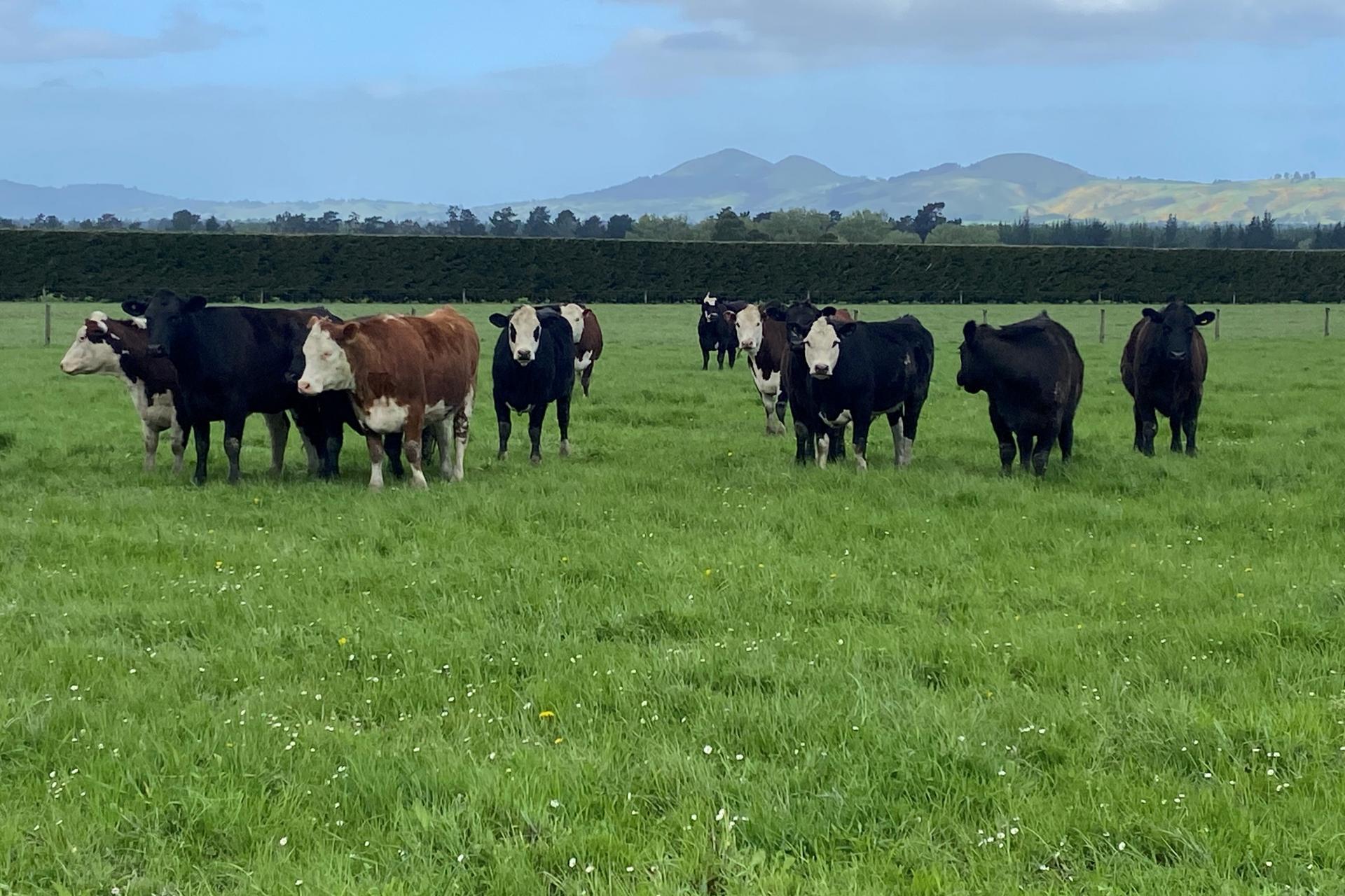 35 Maungatua Road, Taieri Plain