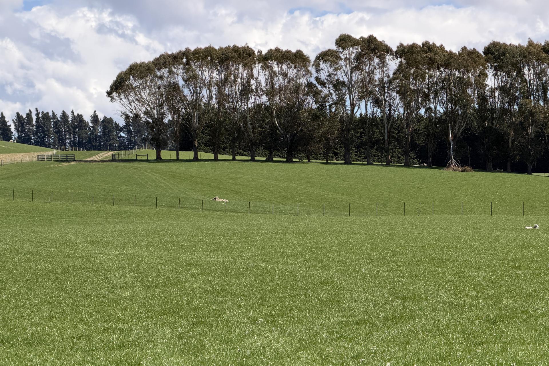 1680 Mahinerangi Road, Lee Stream