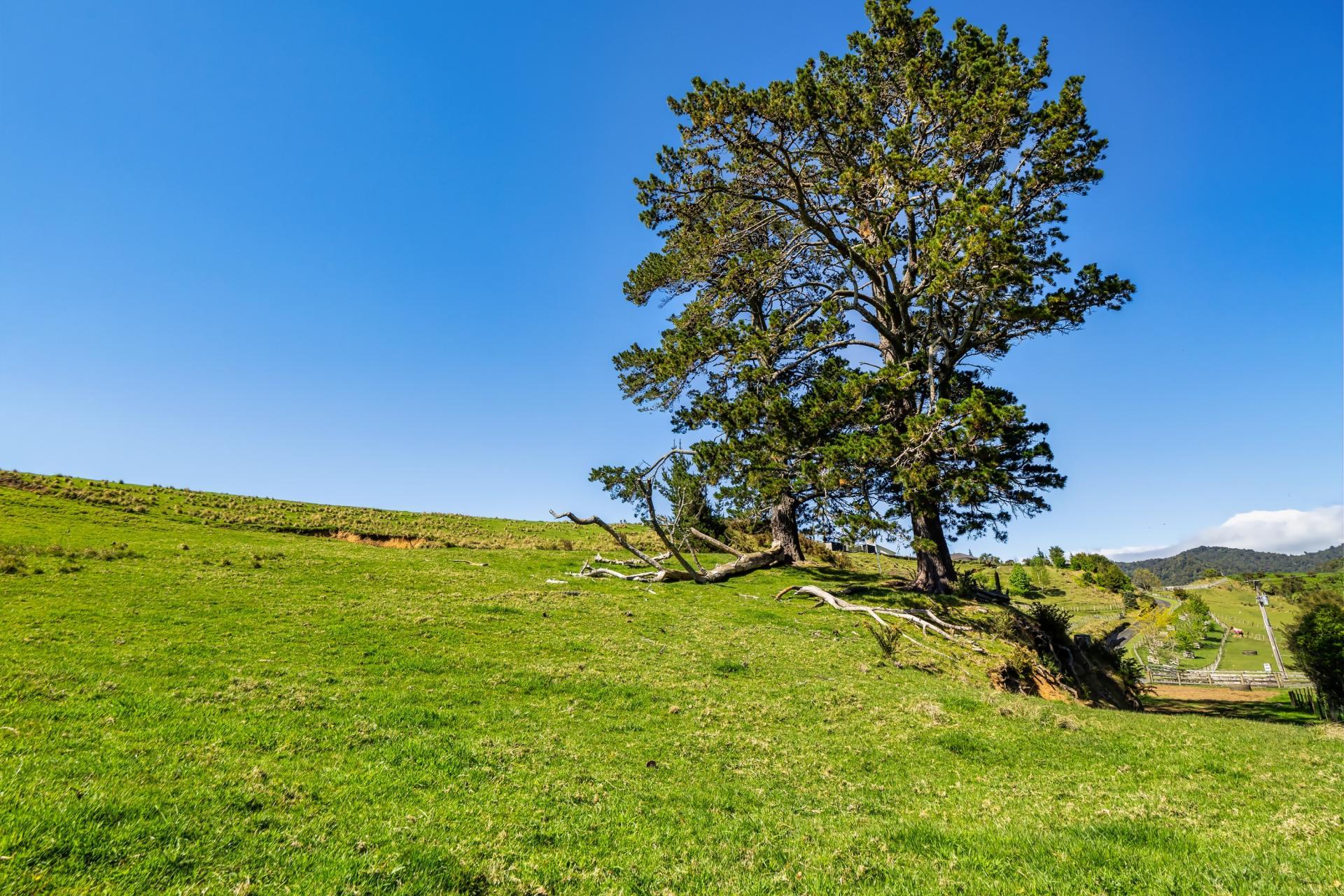 383 Busby Road, Katikati