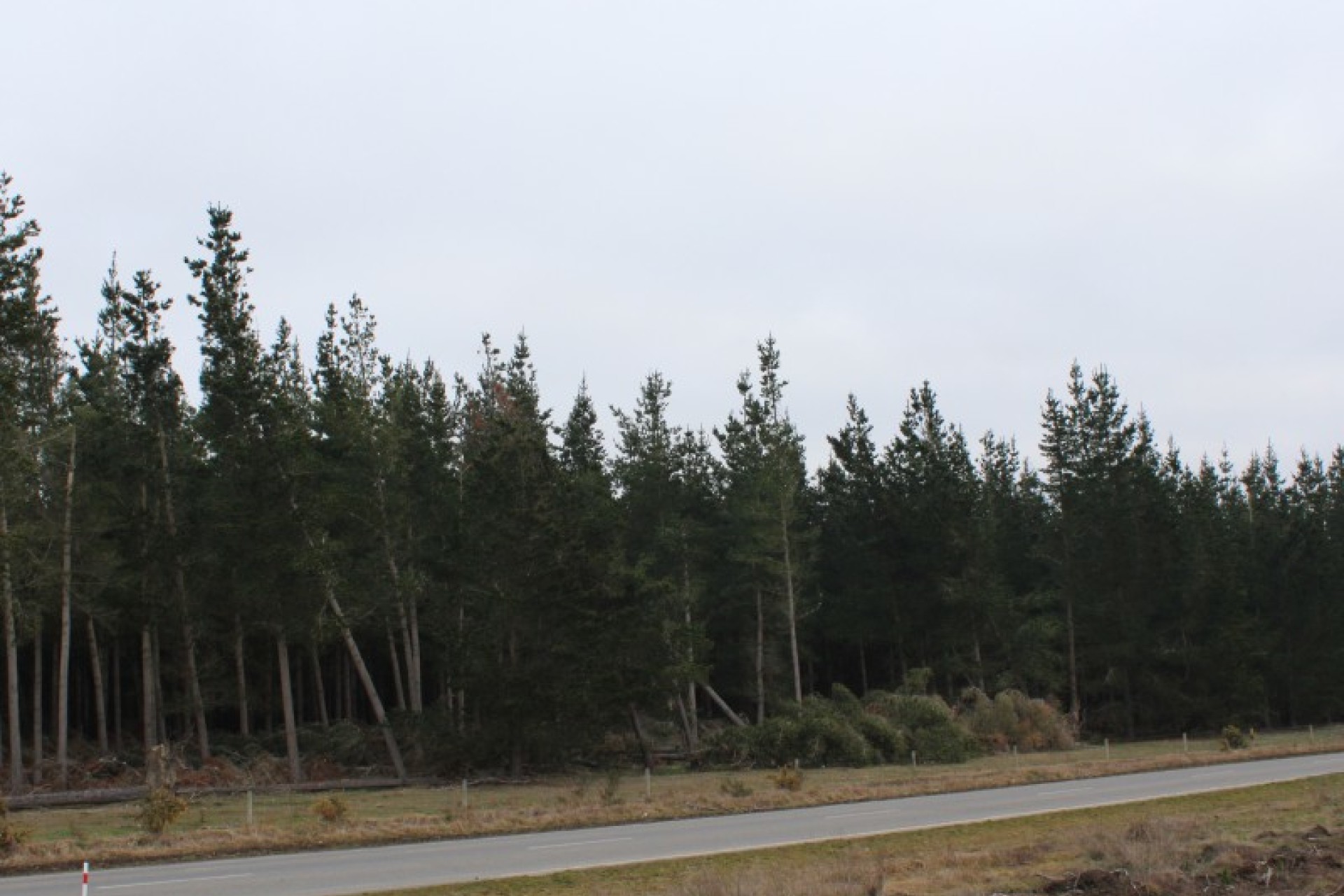 Eyrewell Forest