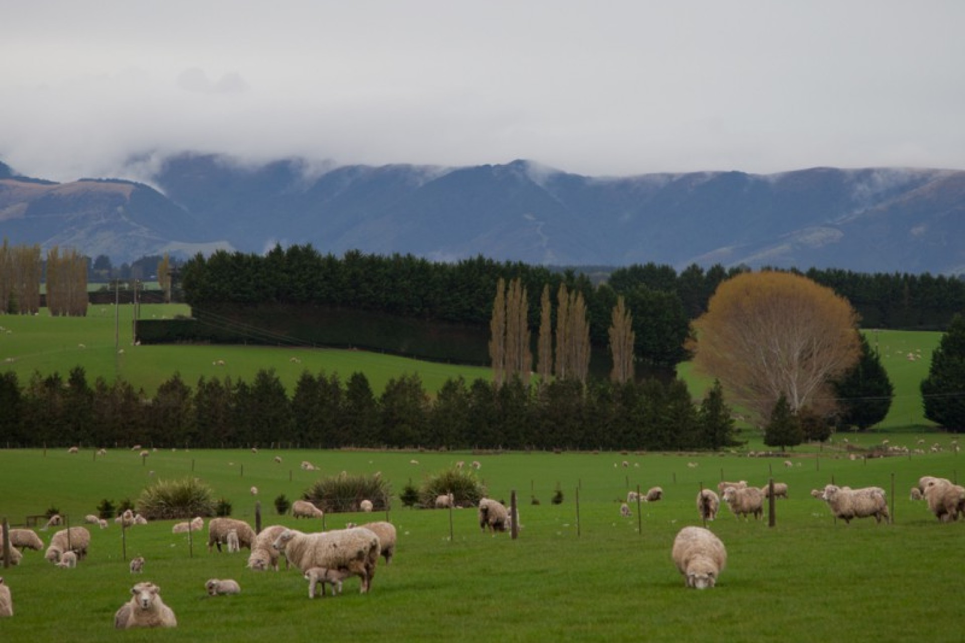 Merino Downs PGG Wrightson Real Estate