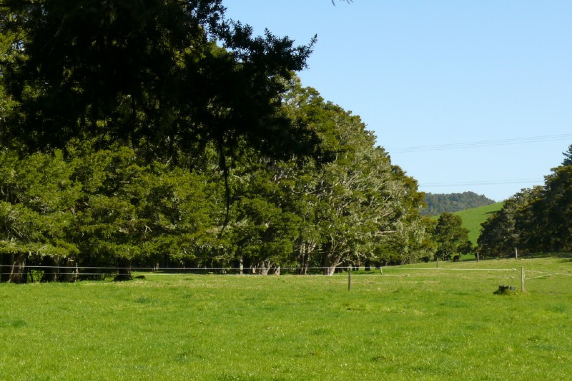 Hikurangi PGG Wrightson Real Estate