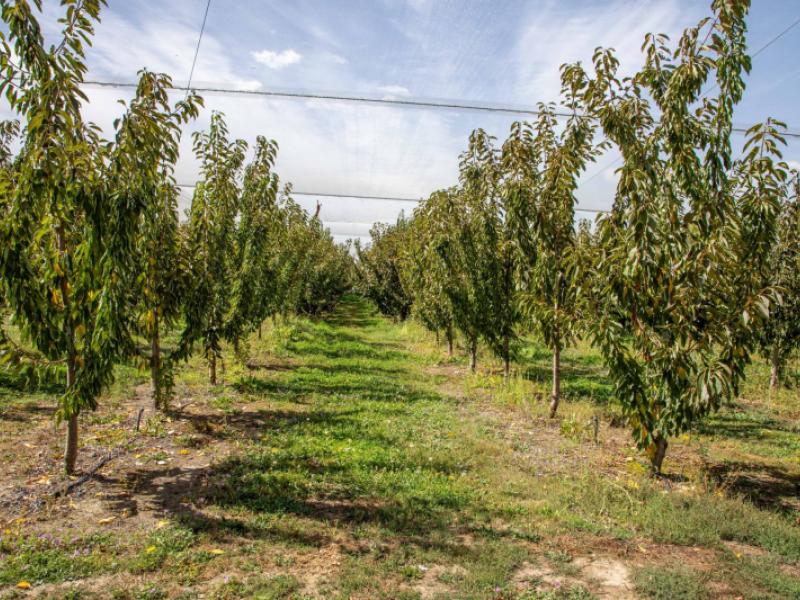 244a-ripponvale-road-cromwell