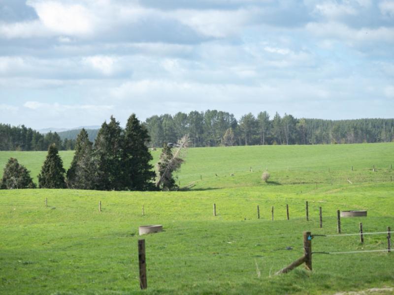 753-pongakawa-bush-road-pongakawa
