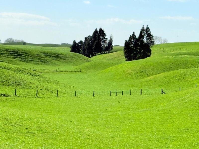 753-pongakawa-bush-road-pongakawa