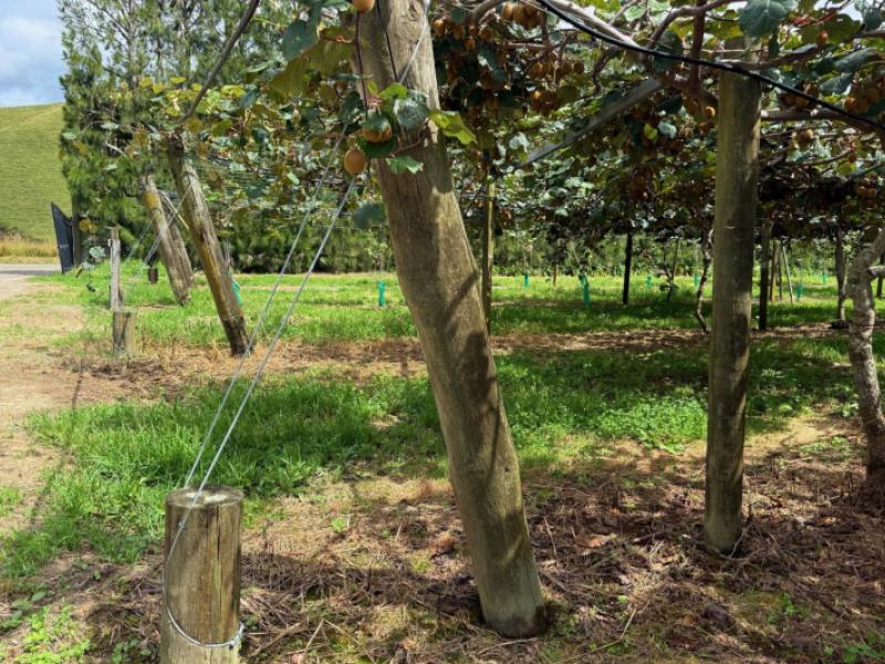 155-mystery-valley-road-paengaroa