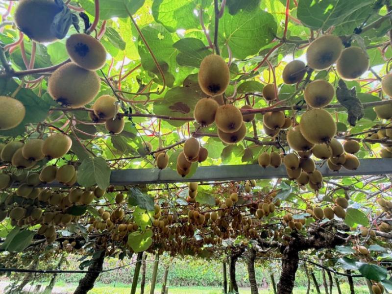 155-mystery-valley-road-paengaroa