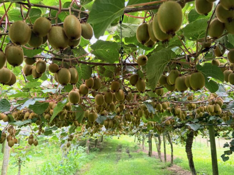 155-mystery-valley-road-paengaroa