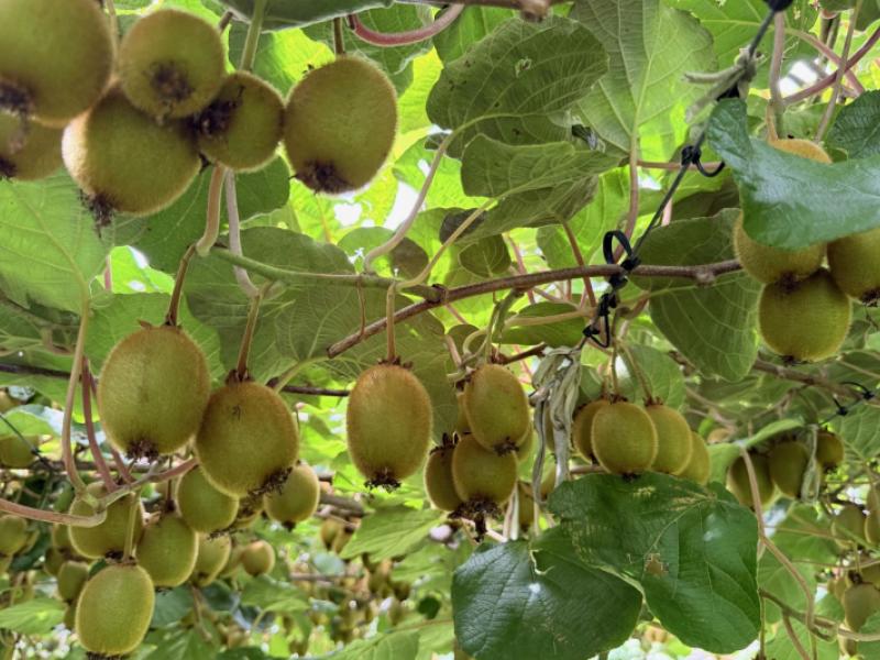 155-mystery-valley-road-paengaroa