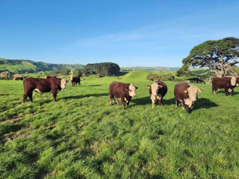 899-te-akau-road-te-akau