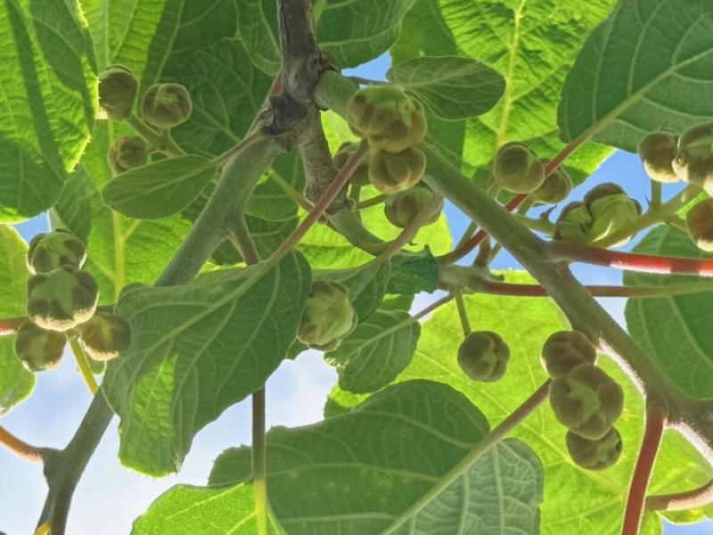 305-no-3-road-te-puke