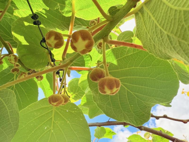 305-no-3-road-te-puke