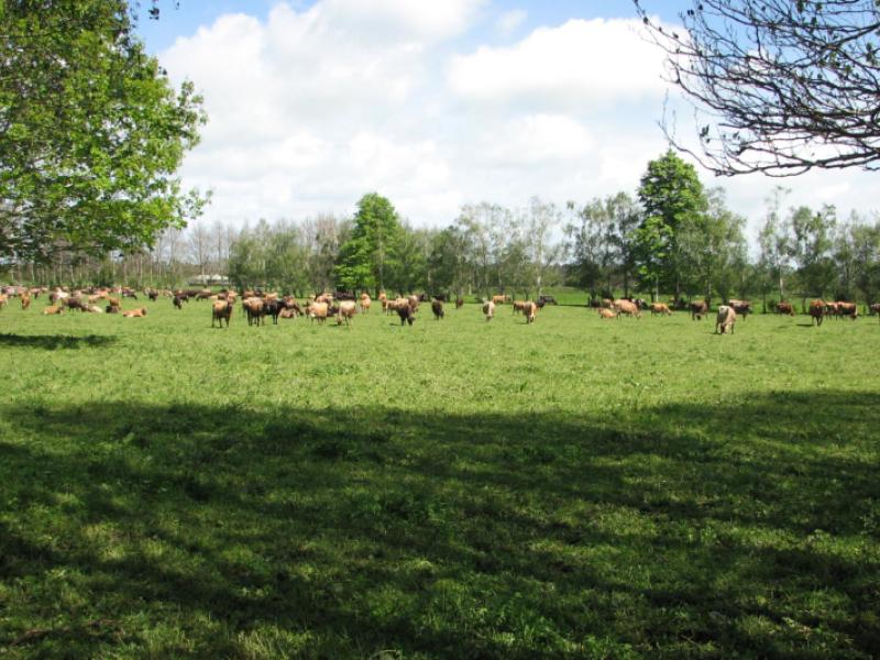 1704-te-aroha-gordon-road-matamata