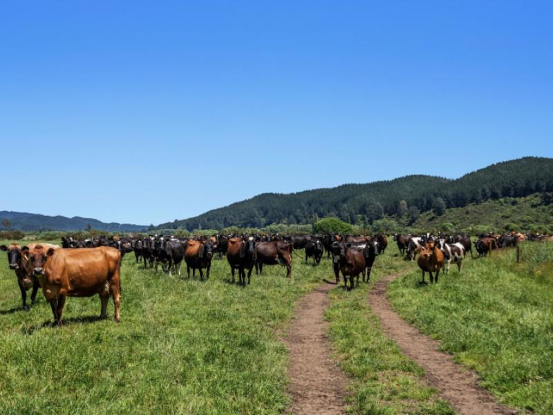 2106-galatea-road-waiohau