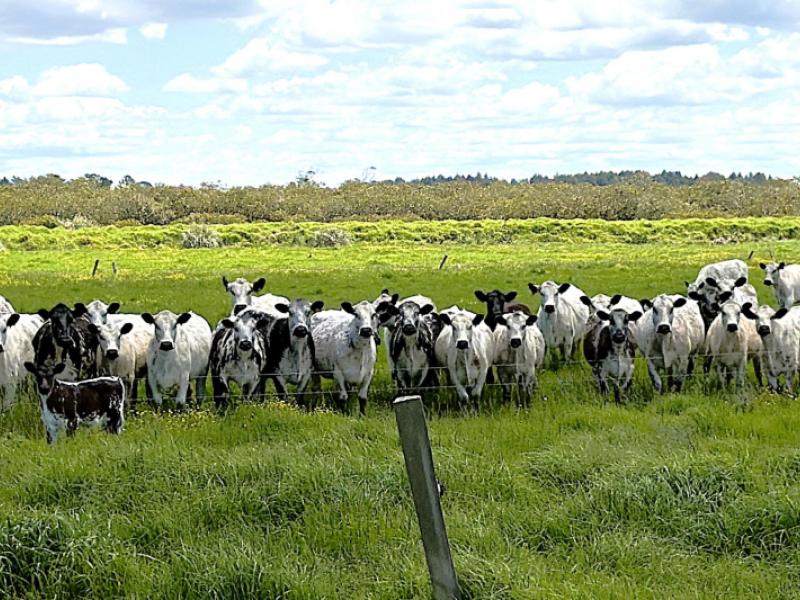 194-whakatu-road-ruawai