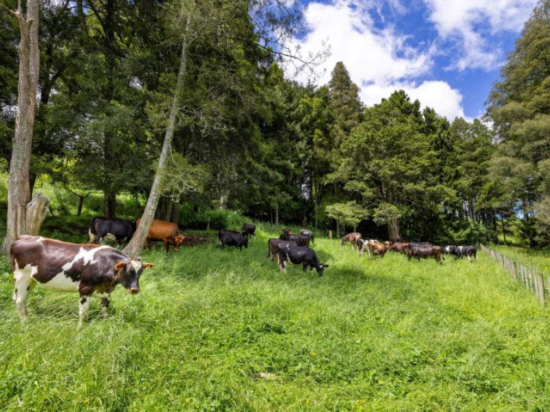 467a-te-mata-road-raglan