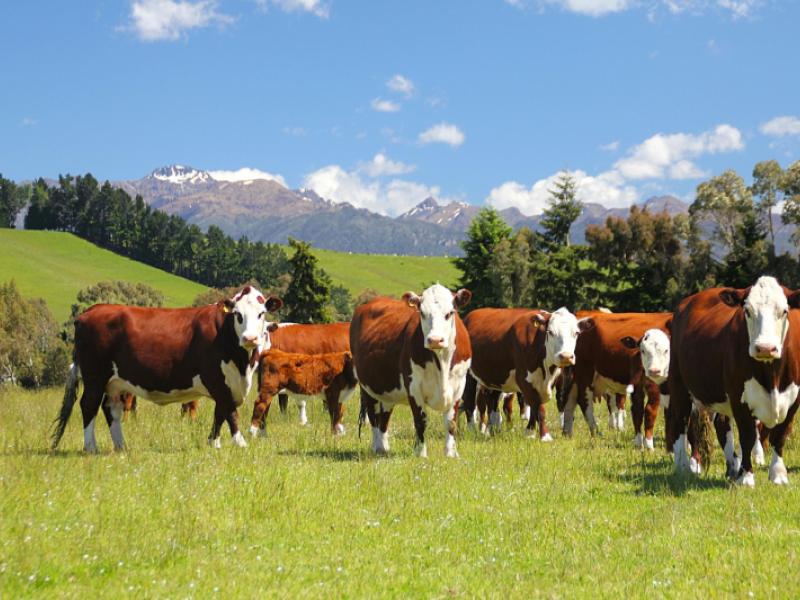 722-kakapo-road-te-anau