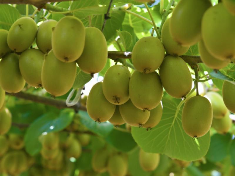 80-roydon-downs-road-paengaroa