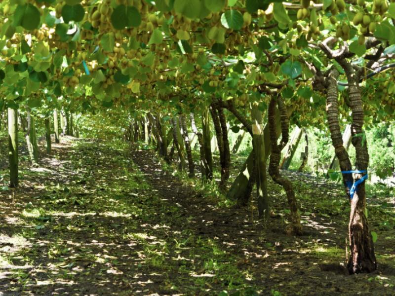 80-roydon-downs-road-paengaroa