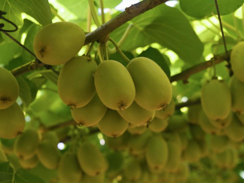 80-roydon-downs-road-paengaroa