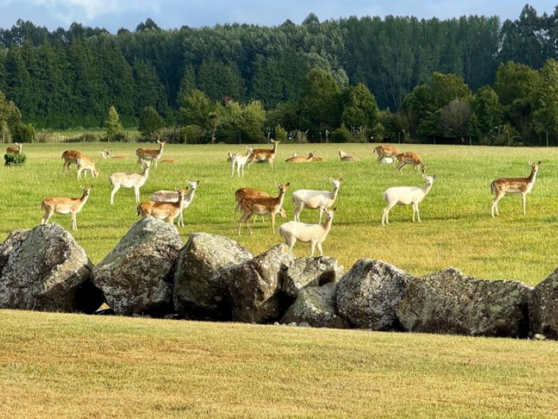 18-meadowlinks-lane-pleasant-point