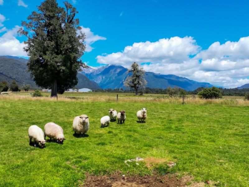 2328a-arthurs-road-franz-josef