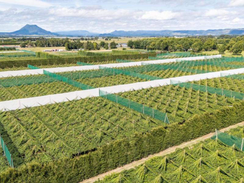 163c-western-drain-road-edgecumbe