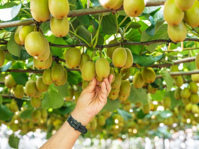 163c-western-drain-road-edgecumbe