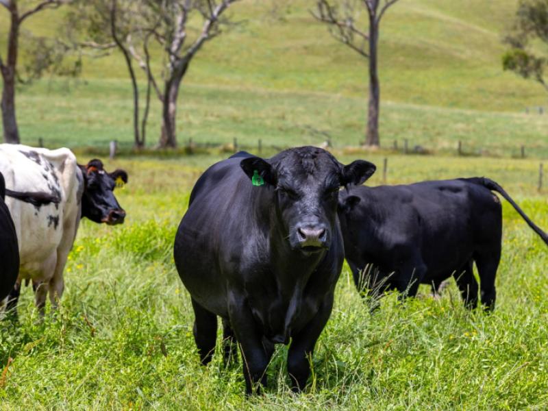 bankier-road-horsham-downs
