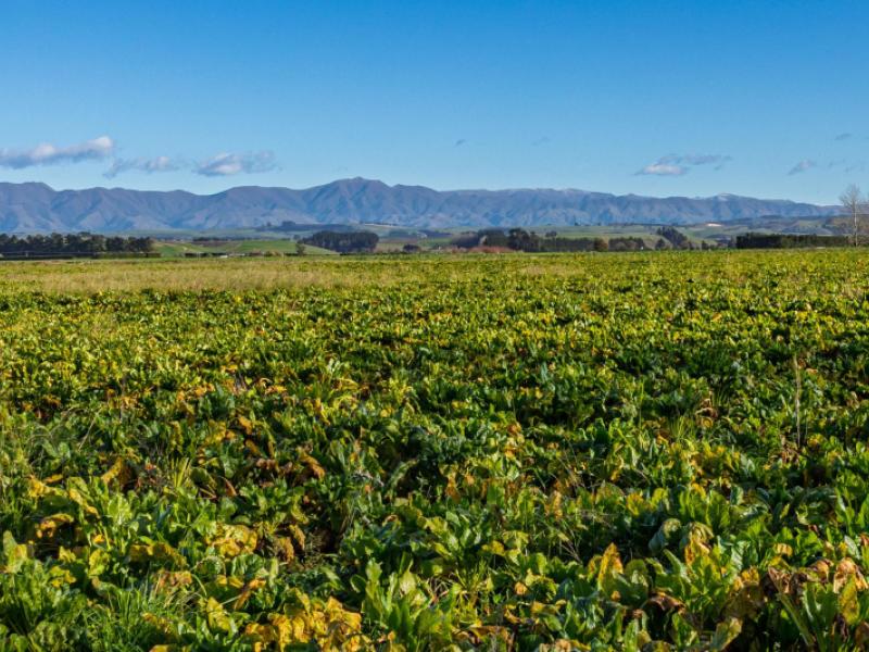 pareora-river-road-southburn