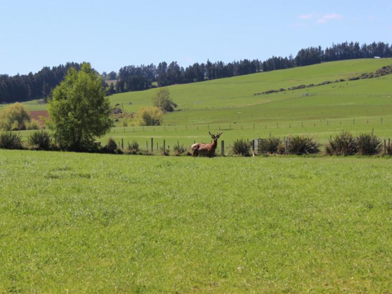 102-talbot-road-te-anau