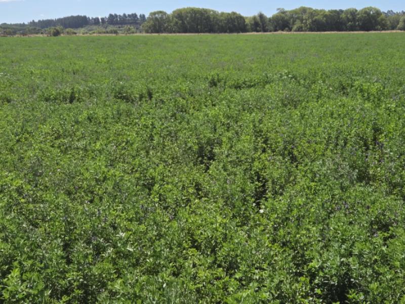 alma-maheno-road-maheno