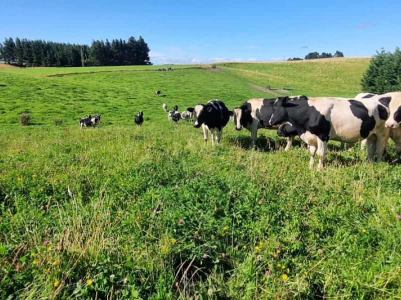 2000-hillfoot-road-warepa