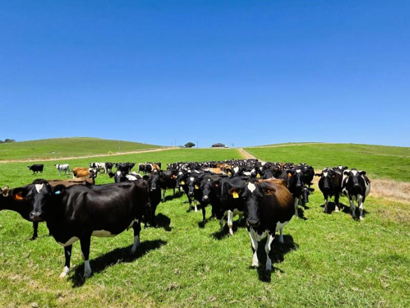 77-molloy-road-ruawai