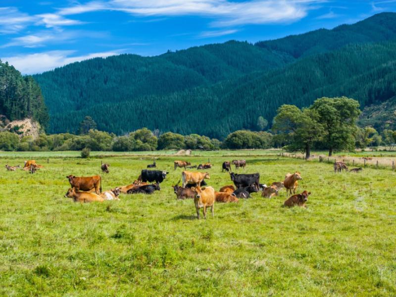 state-highway-1-koromiko