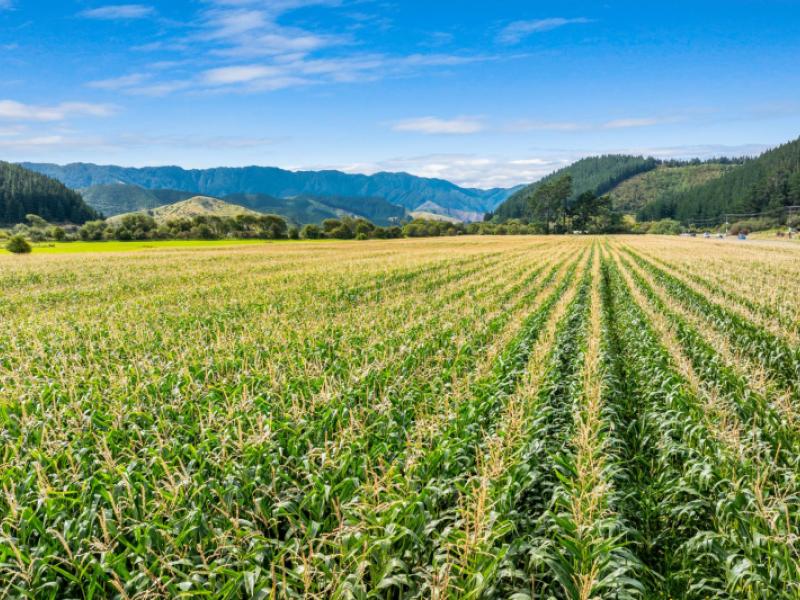 state-highway-1-koromiko