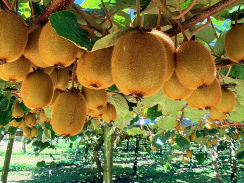 1164-no-3-road-te-puke