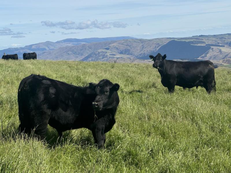 665-901-tima-burn-road-teviot