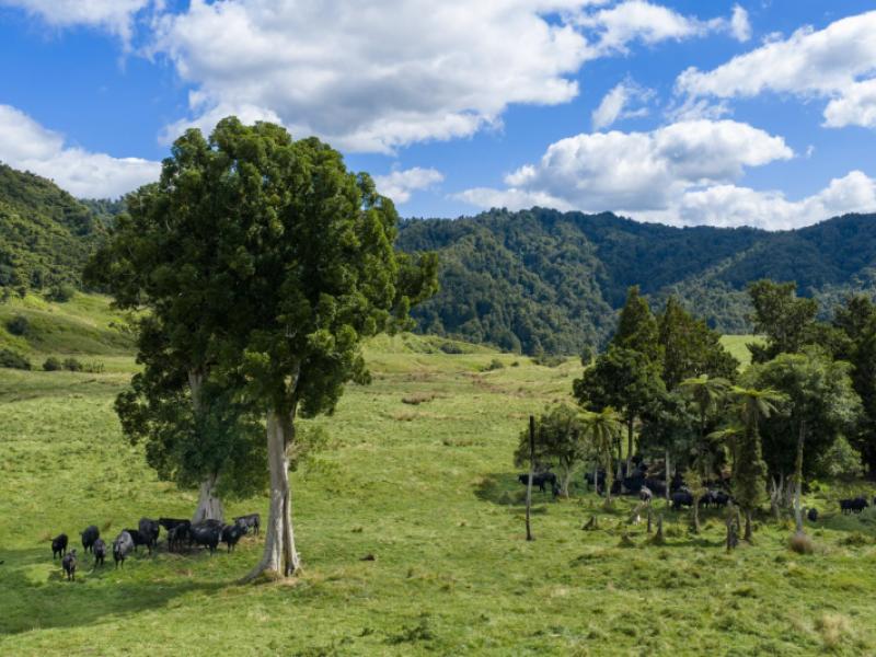 1221-waitewhena-road-taumarunui