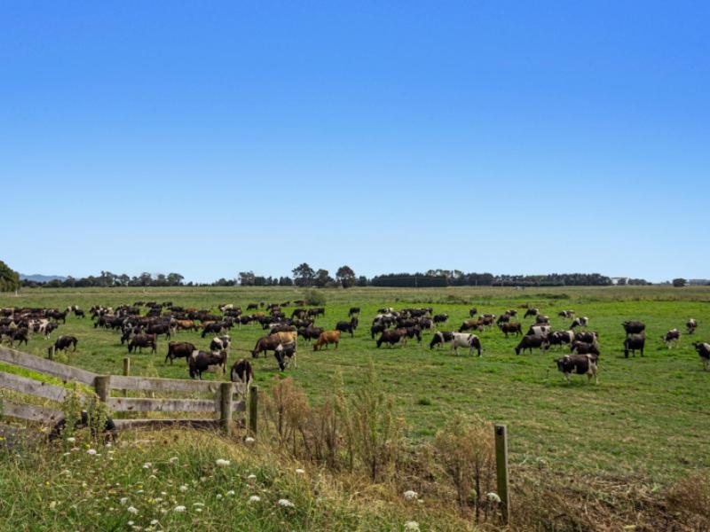 379b-powdrell-road-awakeri