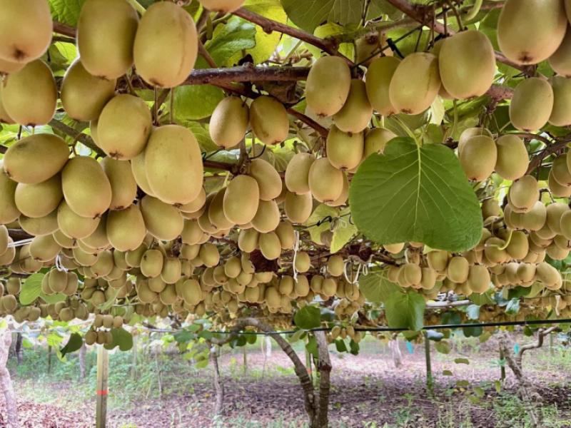 730-old-coach-road-pongakawa