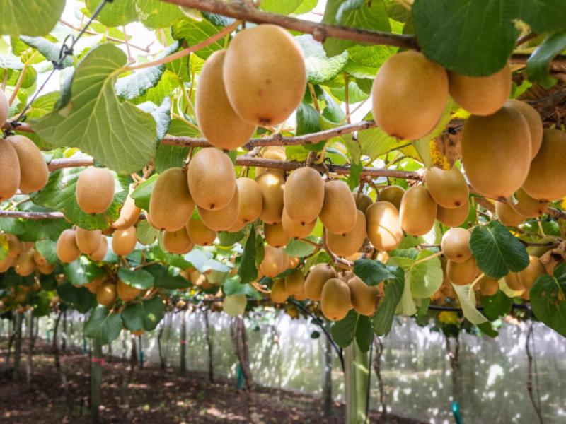 865b-oropi-road-oropi