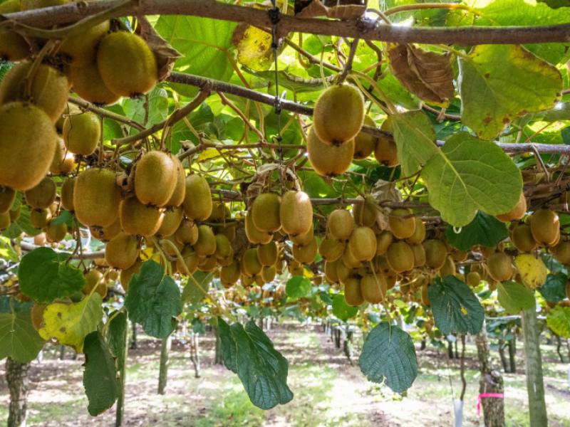 865b-oropi-road-oropi