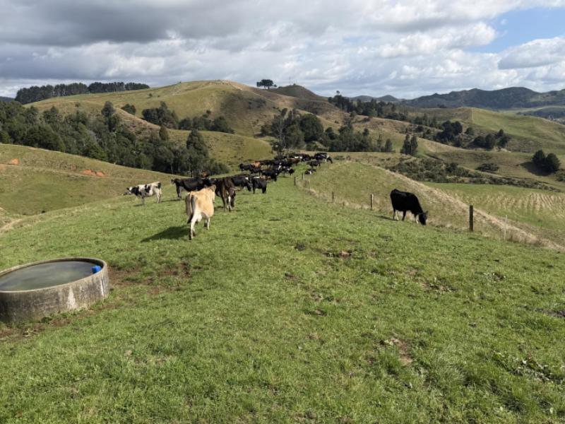 1026-limeworks-loop-road-karamu